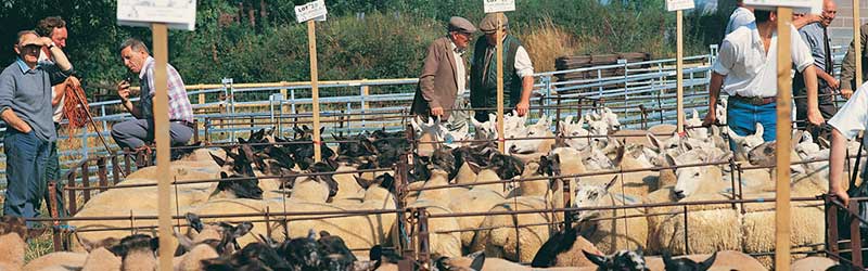 sheep market in mid wales